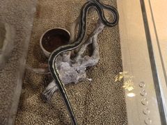 -萌宠奇缘(荣鼎店)