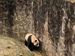 -都江堰中华大熊猫苑