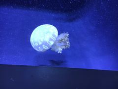 -西雅图水族馆