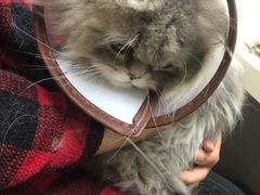 -爱侣·安琦尔宠物医院·中兽医针灸·心内科·狂犬免疫点(宝山区院)