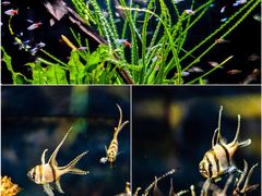-上海海洋水族馆