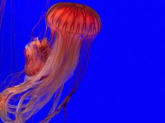 -上海海洋水族馆