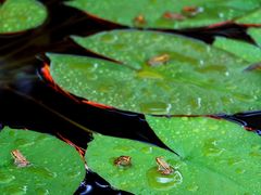 -国家植物园南园