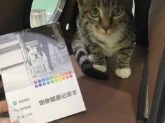 -米苏动物医院·犬猫专科·骨科外科内窥镜