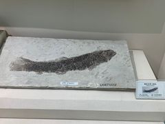 -辽宁古生物博物馆