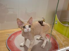 -青奢宠物·青奢猫舍