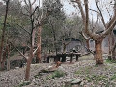 -都江堰中华大熊猫苑