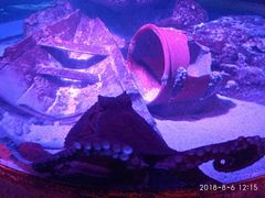 -暹罗海洋世界