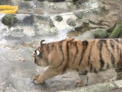 -海南热带野生动植物园