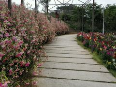 -绵阳盛世樱花悠乐谷