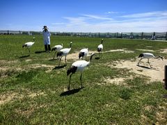 -盐城丹顶鹤湿地生态旅游区