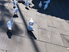 -天津妈祖文化园