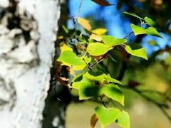 -塞罕坝国家级自然保护区