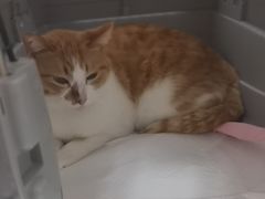 -瑞派康怡24h宠物医院·犬猫医疗中心·微创绝育(瑞景分院)