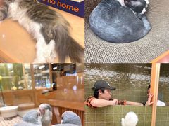 -帕帕拉兹宠物(亚洲旗舰店)