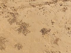 -日照海滨国家森林公园