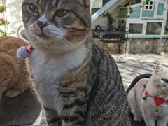 -喵屿·大理花园猫咖