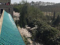 -武汉大学-樱园