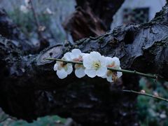 -无锡梅园公园