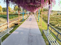 -广东花都香草世界旅游度假区