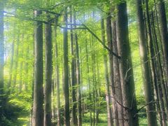 -山王坪喀斯特国家生态公园