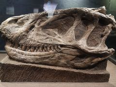 -自贡恐龙博物馆