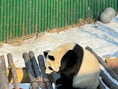 -沈阳森林动物园