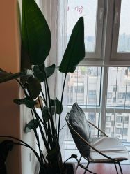 点击看大图 -演员的秘密·皮肤管理