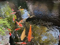 -鲤院·新中式美学·庭院餐厅(夫子庙店)