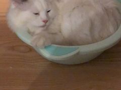 -猫咪咖啡店(新城大街店)