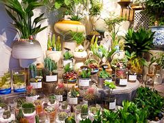 -循礼门鲜花花市(武汉循礼门店)