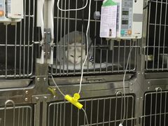 -中农大我爱我爱动物医院(甜水园店)