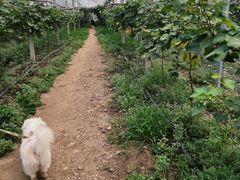 -马陆小张葡萄园农家乐