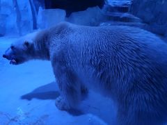 -芜湖新华联大白鲸海洋公园