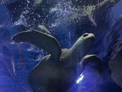 -太平洋海底世界