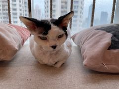 -有喵·猫咖·狗咖·30几只猫10只小狗(岗厦店)