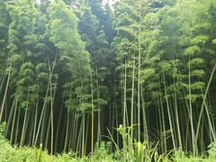 -同里国家湿地公园