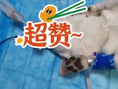 -咕噜咕噜宠物医院·CT·肿瘤科·骨科(前海院)