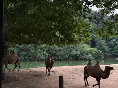 -杭州野生动物世界