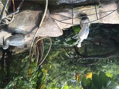 iphone_upload_pic-百鸟园