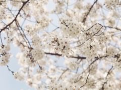 -榖屋house of flour(张江首店)