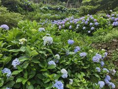 -鼓岭旅游度假区