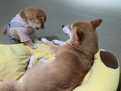 -逗柴咖啡屋·狗咖猫咖宠物桌游