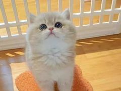 -欣宠猫屋·矮脚拿破仑·蓝金金渐层