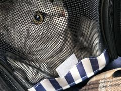 -瑞派福兴宠物医院犬猫全科·骨科·中西医结合(河东店)