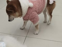 -怪兽屋·羊驼·猫咖·狗咖(俊华广场店)