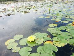 -陶辛水韵