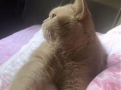 -东方名猫馆·英短金渐层布偶猫舍(环线广场1号楼店)