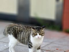 -红山国家森林公园