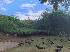 -西双版纳勐泐文化旅游区